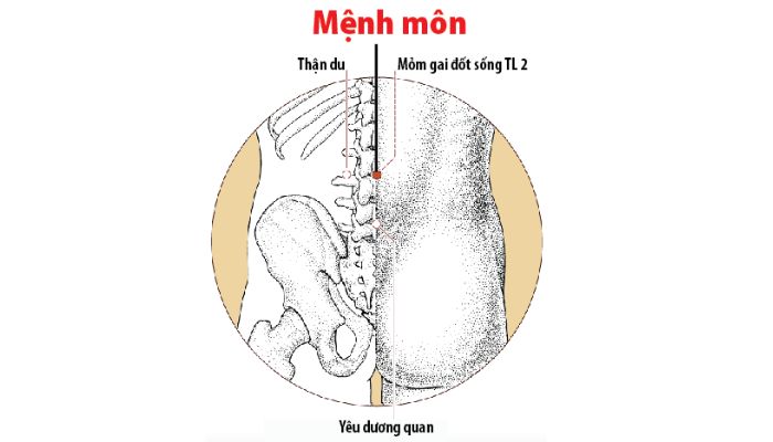 Huyệt Mệnh Môn nằm đối xứng với rốn ở mặt trước