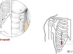 Huyệt Nhật Nguyệt thuộc kinh Đởm