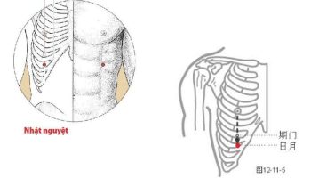 Huyệt Nhật Nguyệt thuộc kinh Đởm