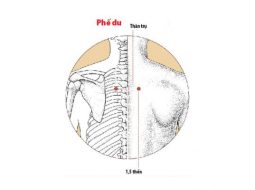 Huyệt Phế Du chủ trị các vấn đề liên quan tới tạng phế