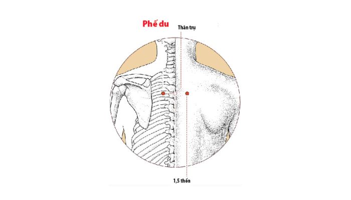 Huyệt Phế Du chủ trị các vấn đề liên quan tới tạng phế