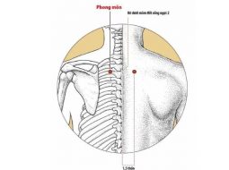 Huyệt Phong Môn có vị trí nằm ở sau lưng