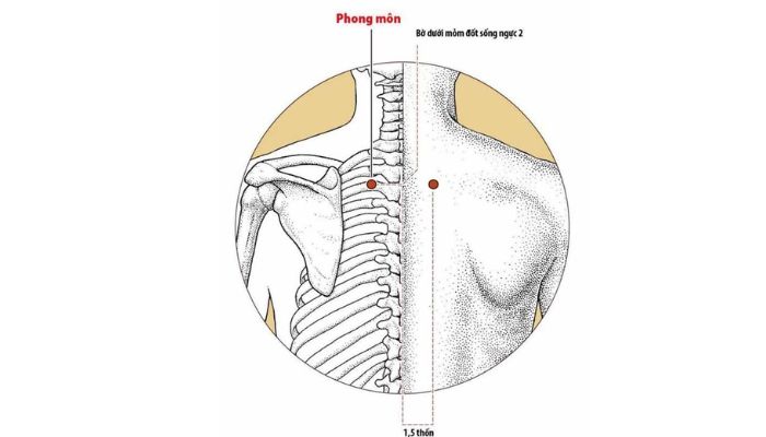 Huyệt Phong Môn có vị trí nằm ở sau lưng