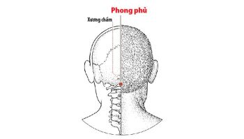 Huyệt Phong Phủ cho tác dụng trị các chứng phong nhập