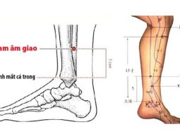 Tam Âm Giao điều hòa khí huyết, dưỡng thận, kiện tỳ