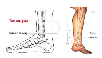 Tam Âm Giao điều hòa khí huyết, dưỡng thận, kiện tỳ