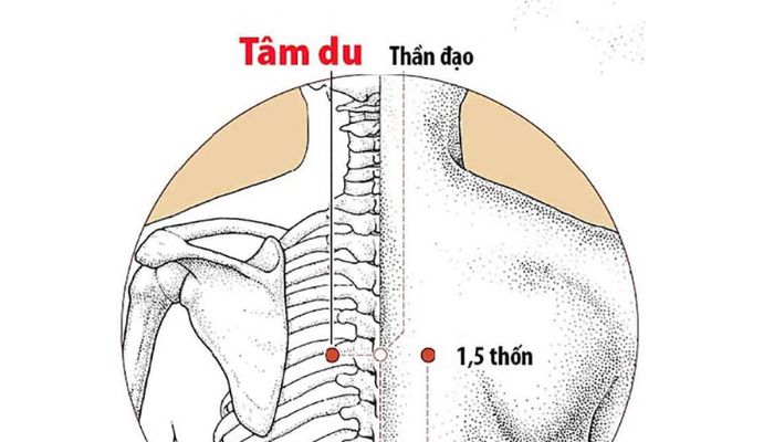 Huyệt Tâm Du giúp giảm đau tức ngực, mất ngủ