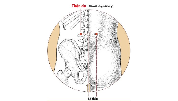 Huyệt Thận Du là cửa ngõ khí thận