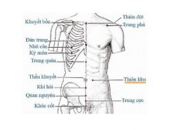 Huyệt Thiên Khu nằm ở vùng bụng