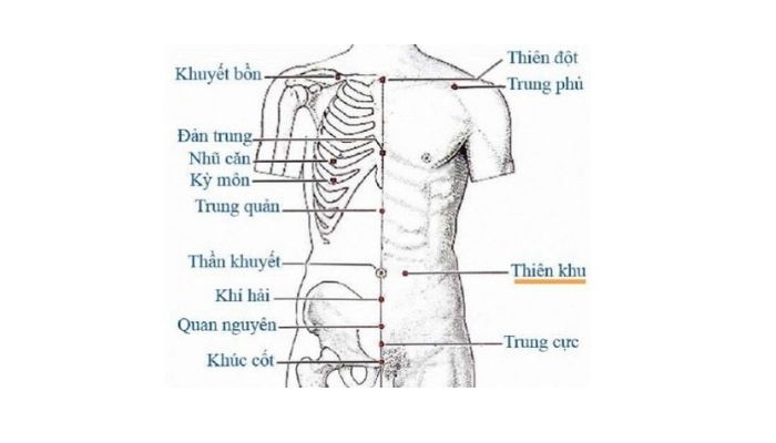 Huyệt Thiên Khu nằm ở vùng bụng