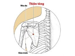Huyệt Thiên Tông nằm ở vùng vai
