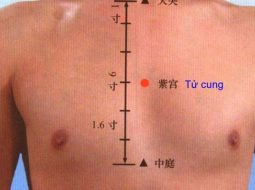 Huyệt Tử Cung có vị trí nằm ở vùng ngực