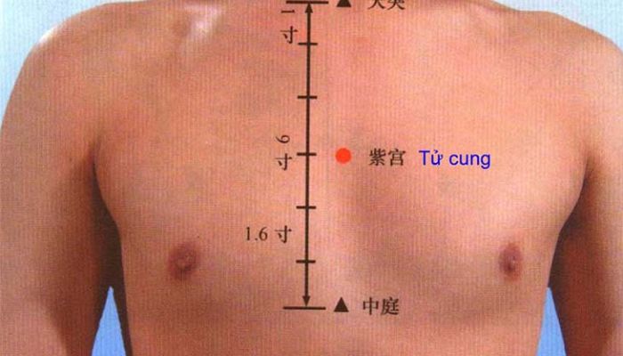 Huyệt Tử Cung có vị trí nằm ở vùng ngực