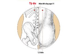 Huyệt Tỳ Du nằm ở ngang gai sống lưng thứ 11