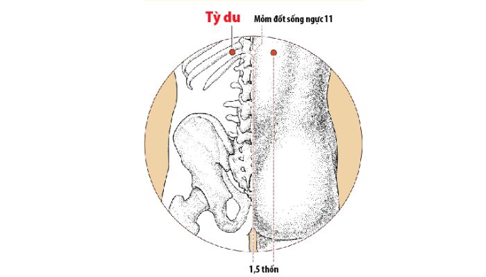 Huyệt Tỳ Du nằm ở ngang gai sống lưng thứ 11