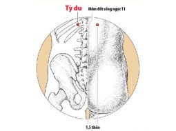 Huyệt Vị Du giúp cơ thể điều hòa tỳ vị