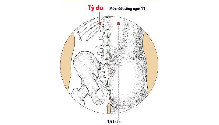 Huyệt Vị Du giúp cơ thể điều hòa tỳ vị