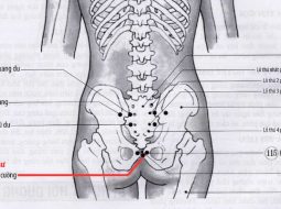 Huyệt Vĩ Lư còn được gọi với tên phổ biến là Trường Cường