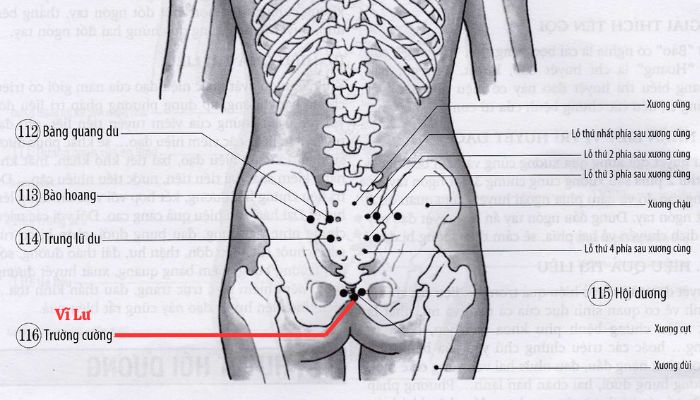 Huyệt Vĩ Lư còn được gọi với tên phổ biến là Trường Cường