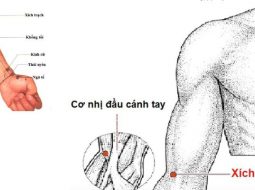 Huyệt Xích Trạch ứng dụng nhiều trong chủ trị bệnh hô hấp
