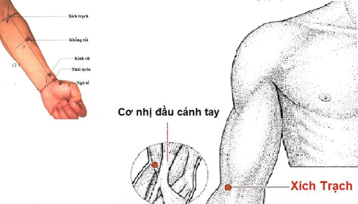 Huyệt Xích Trạch ứng dụng nhiều trong chủ trị bệnh hô hấp