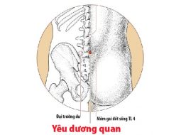 Huyệt Yêu Dương Quan giúp giảm đau lưng mỏi gối hiệu quả nhanh