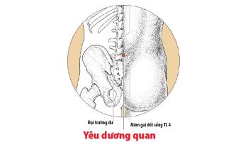 Huyệt Yêu Dương Quan giúp giảm đau lưng mỏi gối hiệu quả nhanh