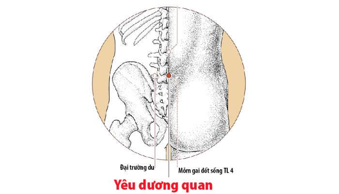 Huyệt Yêu Dương Quan giúp giảm đau lưng mỏi gối hiệu quả nhanh