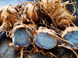 3 nhóm tác dụng của nghệ đen với dạ dày và cách dùng tốt nhất