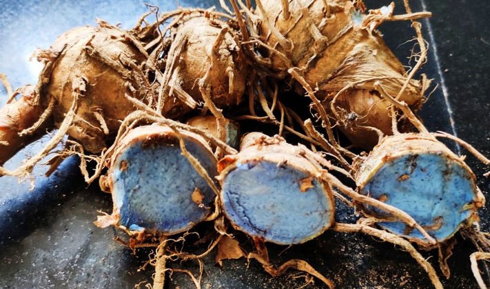 3 nhóm tác dụng của nghệ đen với dạ dày và cách dùng tốt nhất