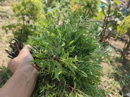 3 mẹo dân gian trị mất ngủ bằng lá đinh lăng dễ làm tại nhà