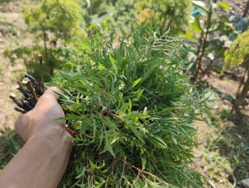 3 mẹo dân gian trị mất ngủ bằng lá đinh lăng dễ làm tại nhà