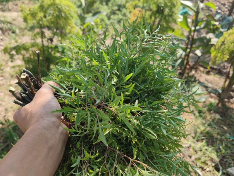 3 mẹo dân gian trị mất ngủ bằng lá đinh lăng dễ làm tại nhà