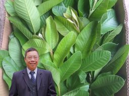 Bàn về công dụng lá ổi non tốt cho tiêu hóa, ổn định đường huyết