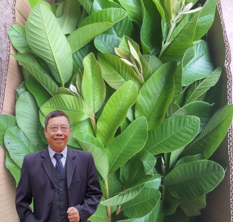 Bàn về công dụng lá ổi non tốt cho tiêu hóa, ổn định đường huyết