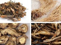 Bài Thuốc Độc Hoạt Ký Sinh Thang (Đau Cột Sống Thắt Lưng)