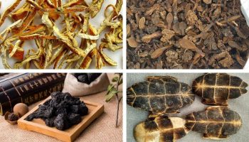 Bài Thuốc Hổ Tiềm Hoàn Thoát Vị Đĩa Đệm Cổ