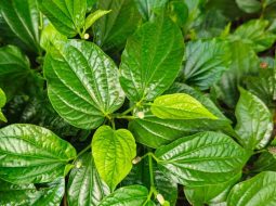 Lá lốt làm 2 cách này giảm đau nhức xương khớp, gout dịu hẳn