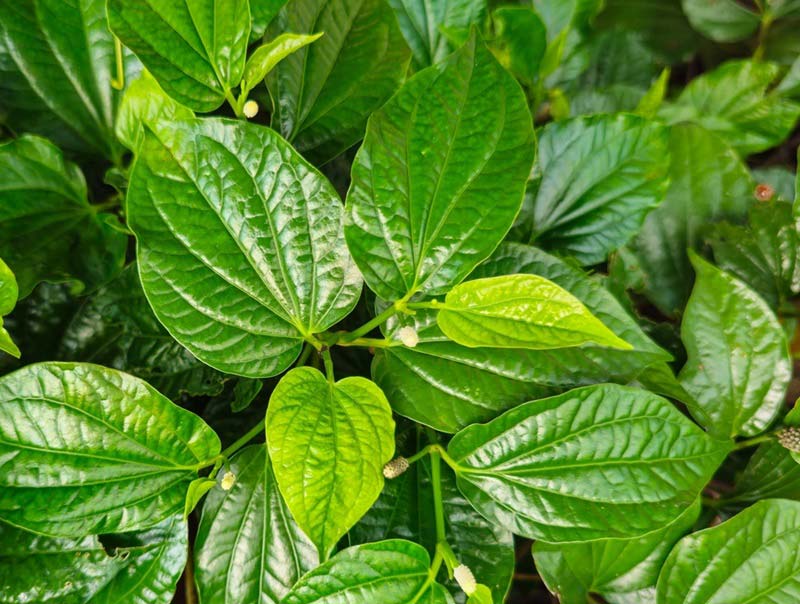 Lá lốt làm 2 cách này giảm đau nhức xương khớp, gout dịu hẳn