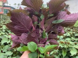 Công dụng lá tía tô trị Gout: Hỗ trợ giảm đau sưng tấy