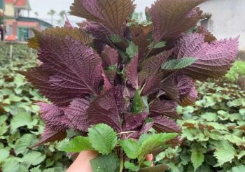 Công dụng lá tía tô trị Gout: Hỗ trợ giảm đau sưng tấy