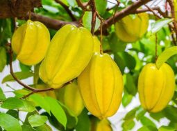 Mẹo dân gian giúp trị đau nhức xương khớp bằng khế chua