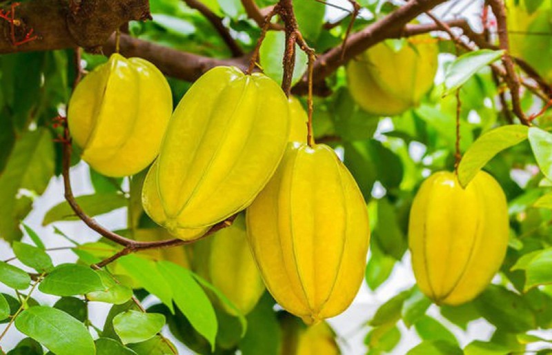 Mẹo dân gian giúp trị đau nhức xương khớp bằng khế chua