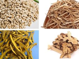 Bài Thuốc Tứ Diệu Tán