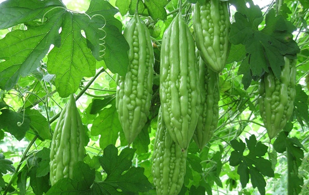 Trào ngược dạ dày có ăn được mướp đắng không?