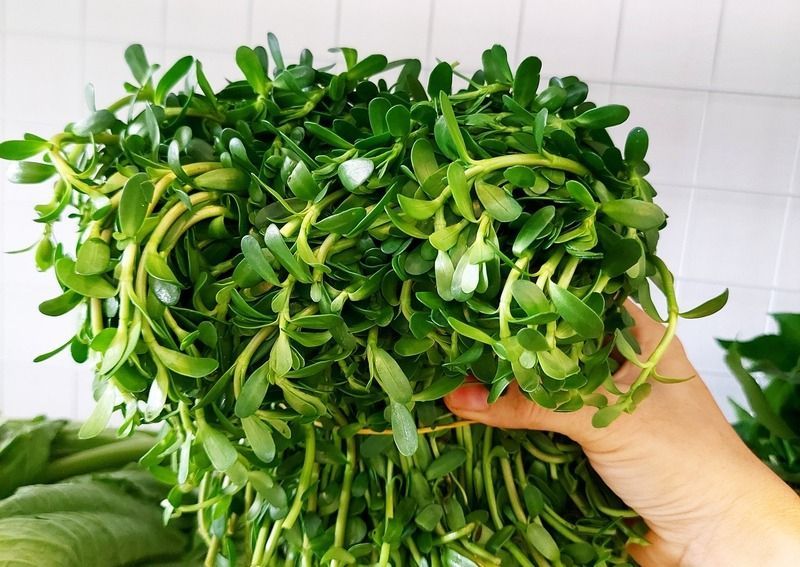 Rau đắng rất quen thuộc với bà con ở vùng quê