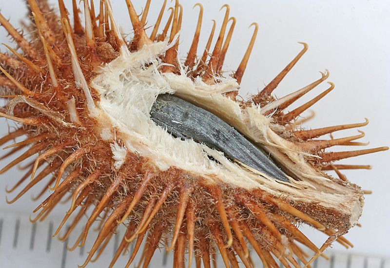 Phần quả được sử dụng phổ biến trong Đông y