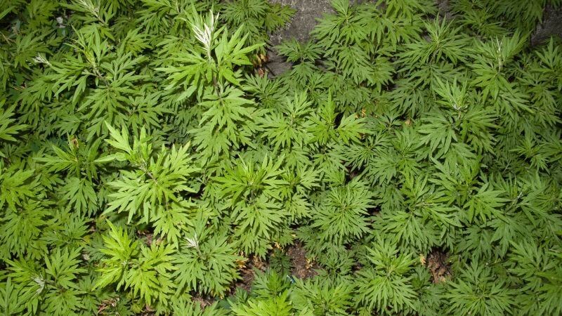 Mẹo dân gian giúp giảm đau xương khớp bằng cây thuốc quanh nhà