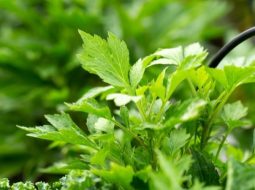 Mẹo dân gian từ cây thuốc Nam giúp xoa dịu đau xương khớp