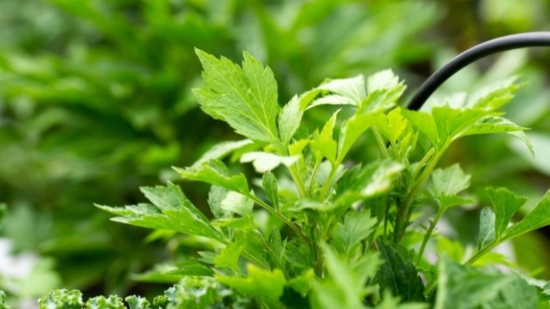 Mẹo dân gian từ cây thuốc Nam giúp xoa dịu đau xương khớp